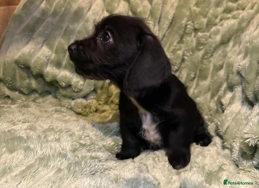 Mixed Breed dogs for sale: Schweenie pups - Advert 10