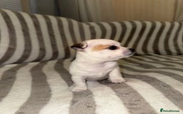 Chihuahua dogs for sale: Female Chihuahua Puppy💕 - Advert 2