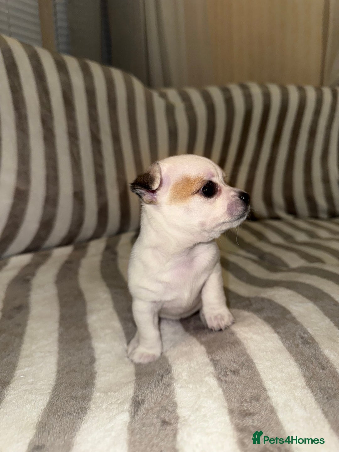 Chihuahua dogs for sale: Female Chihuahua Puppy💕 - Advert 2