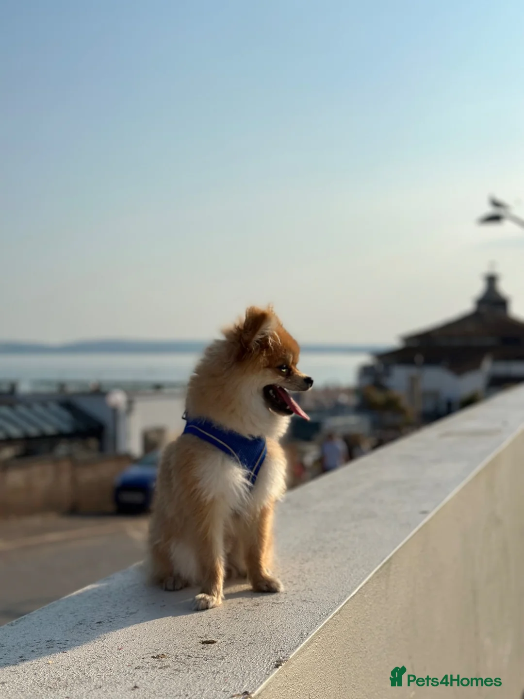 Pomeranian dogs for sale: Pomerenian in Westerham - Advert 1
