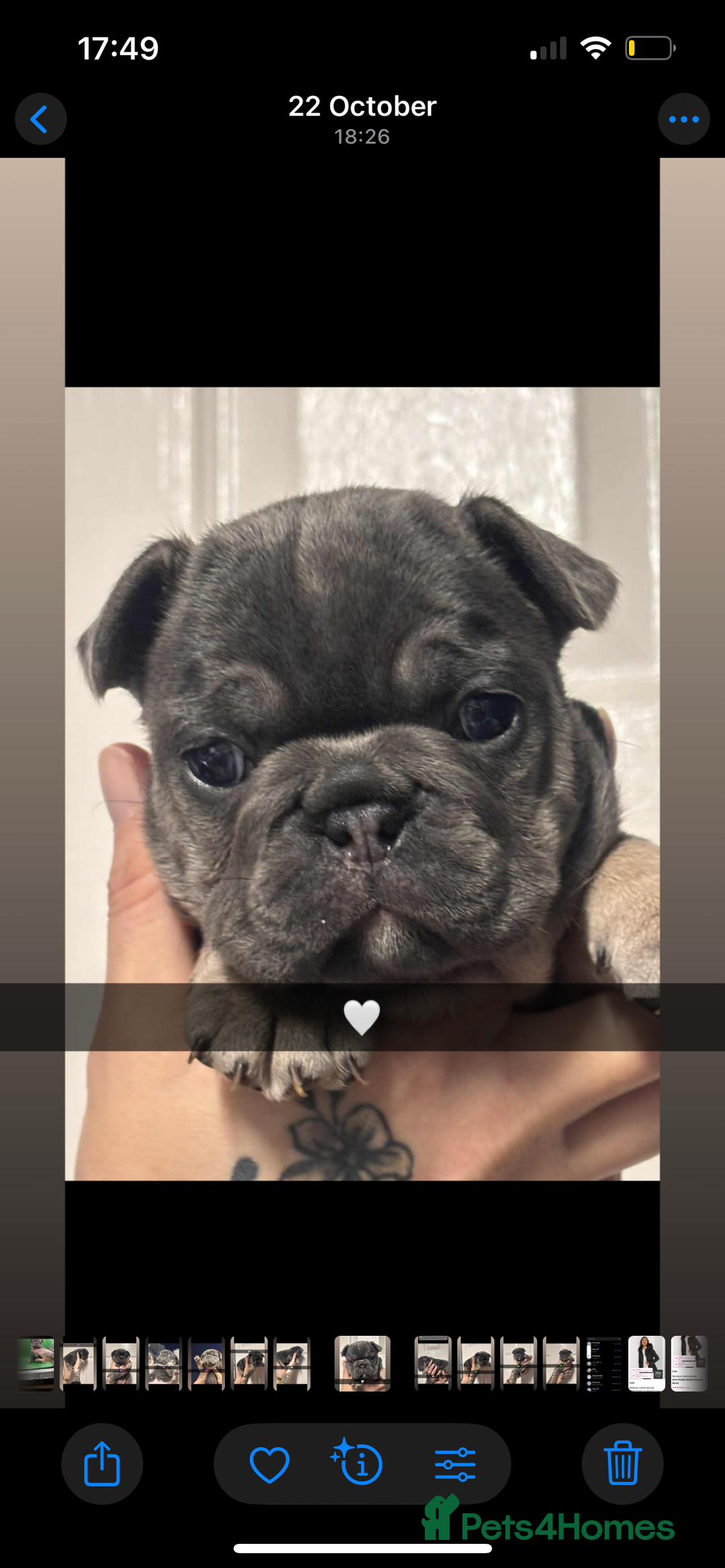French Bulldog dogs for sale: Beautiful French bulldogs 🐶   - Image 14