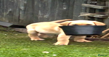 Labrador Retriever dogs - Advert 13