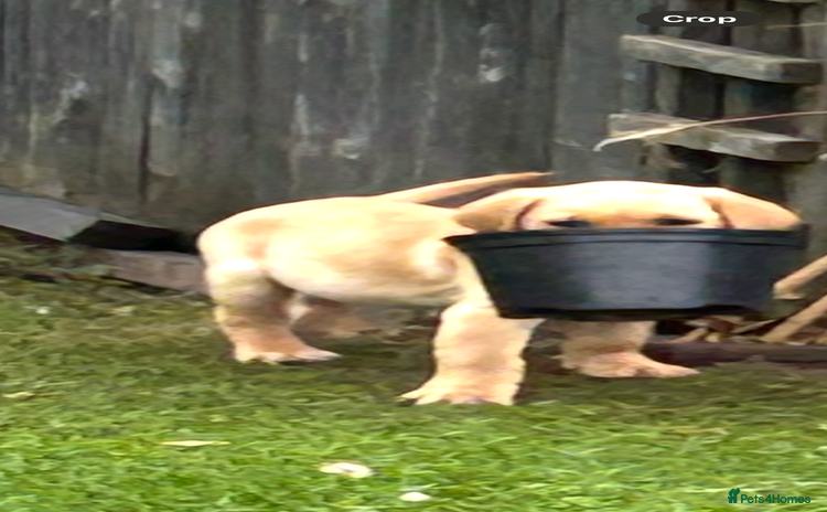 Labrador Retriever dogs - Advert 8