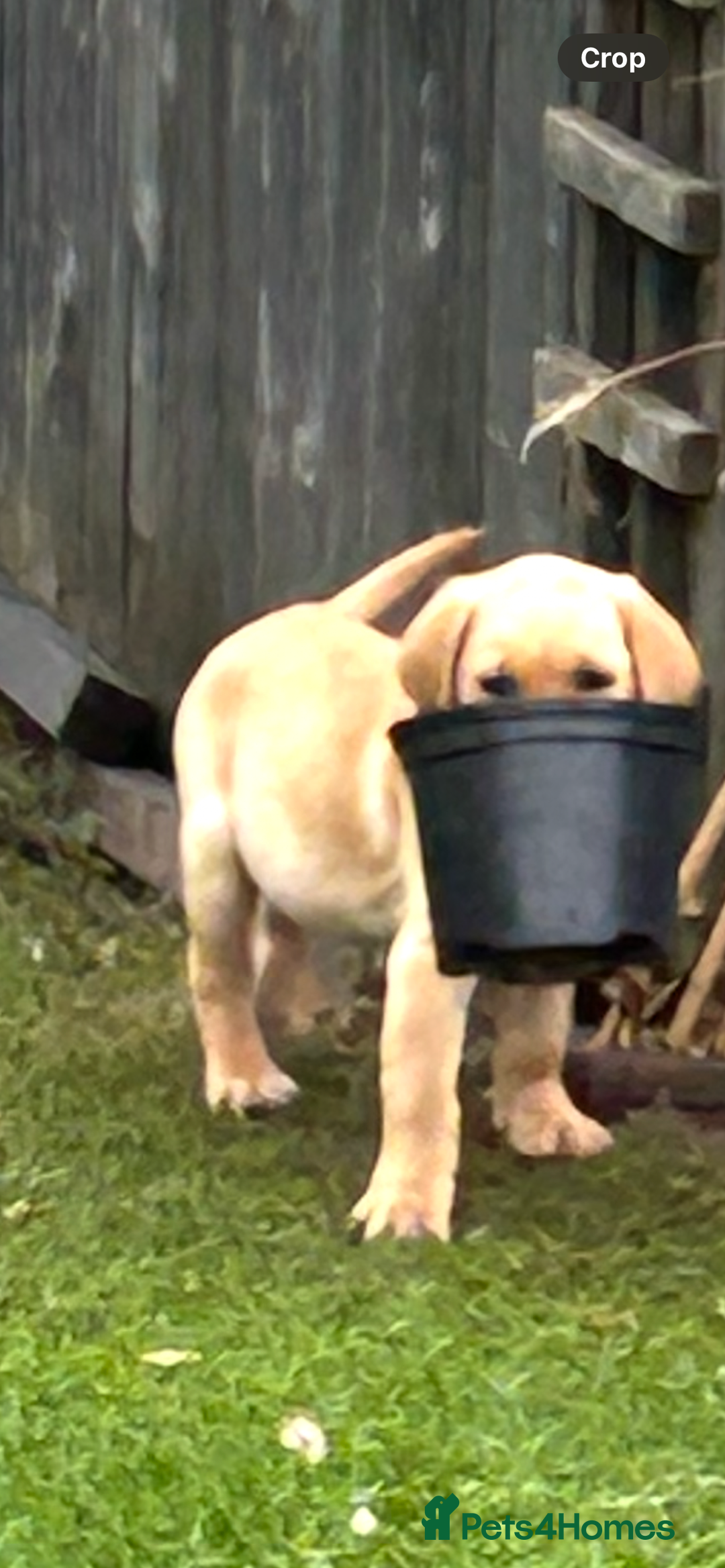 Labrador Retriever dogs for sale: Ready Now Beautiful Boy Labrador Puppies  - Image 5