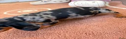 Dachshund dogs for sale: Beautiful puos - Advert 15