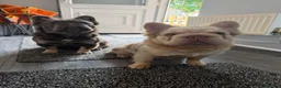 French Bulldog dogs for sale: Male and female fluffy French bulldogs  - Advert 1