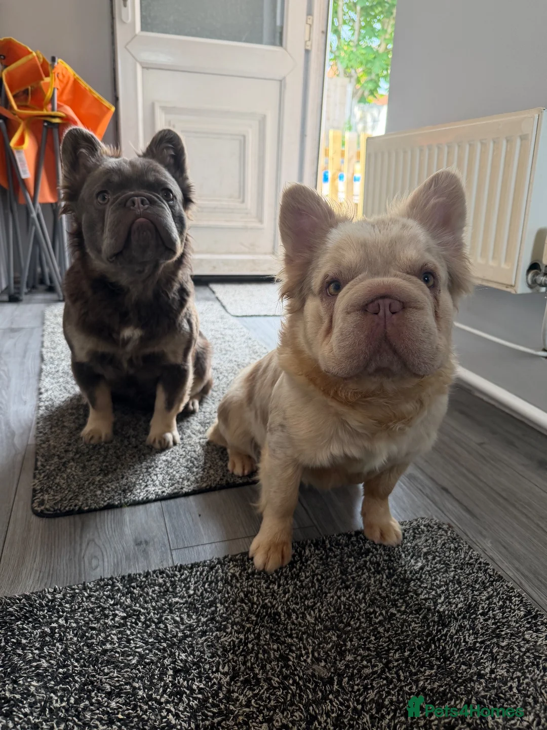 French Bulldog dogs for sale: Male and female fluffy French bulldogs  - Advert 1