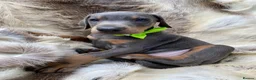 Dobermann dogs for sale: *KC REGISTERED* HEALTH TESTED DOBERMAN PUPPIES* - Advert 20