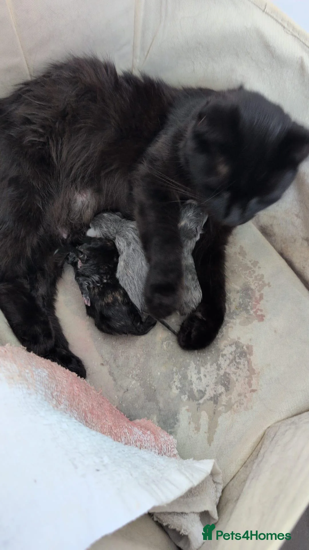 Nebelung cats for sale: Beautiful Kittens - Advert 1