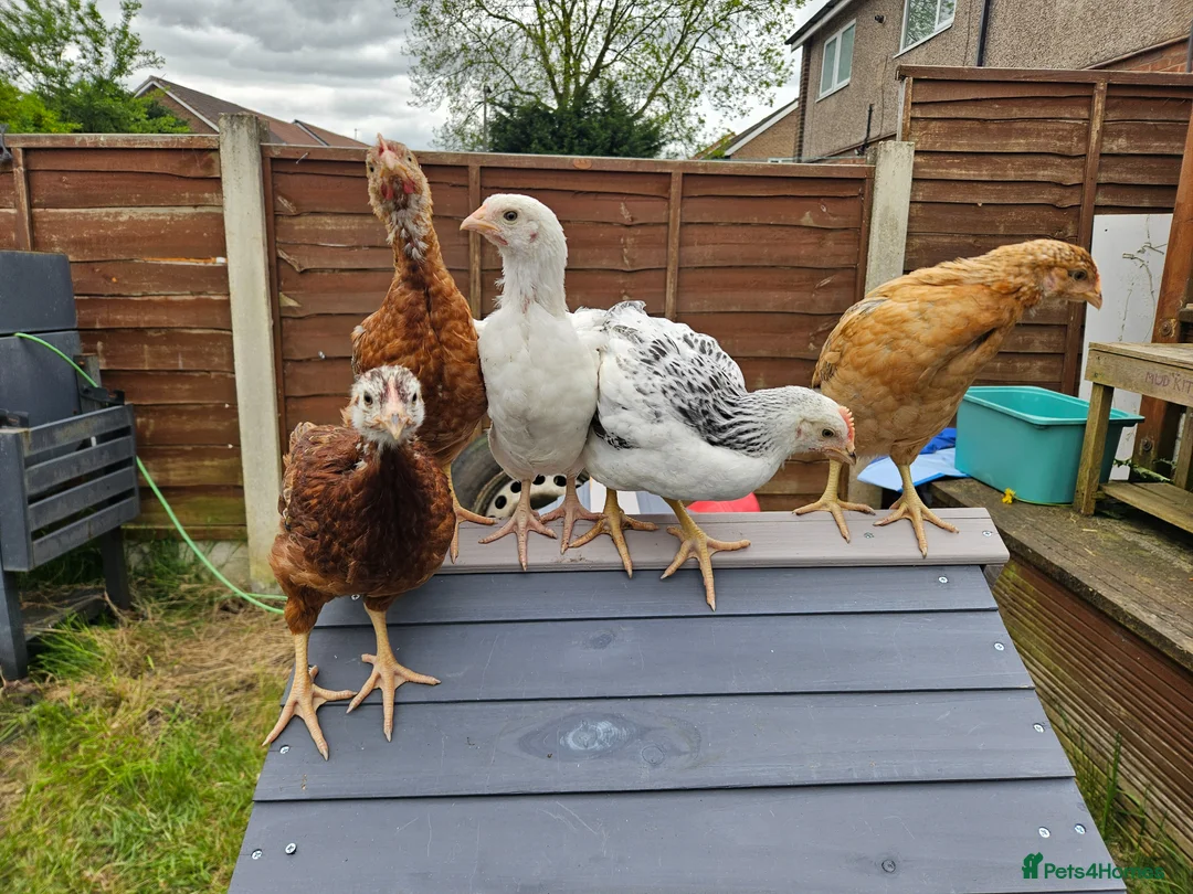 Chickens poultry for sale: Mixed hybrid chickens in Manchester - Advert 2