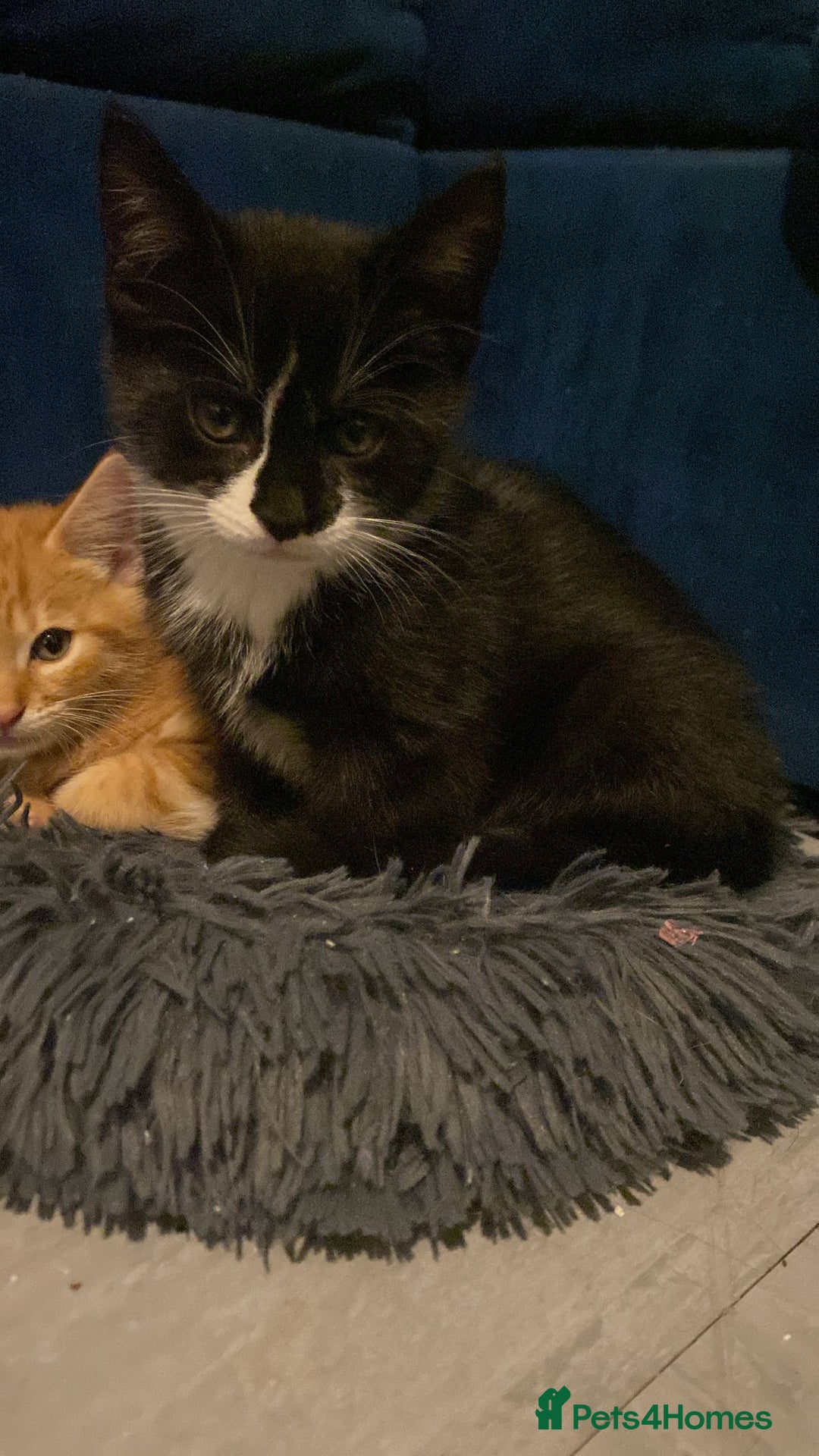 Bengal cats for sale: Half Bengal kittens - Image 2