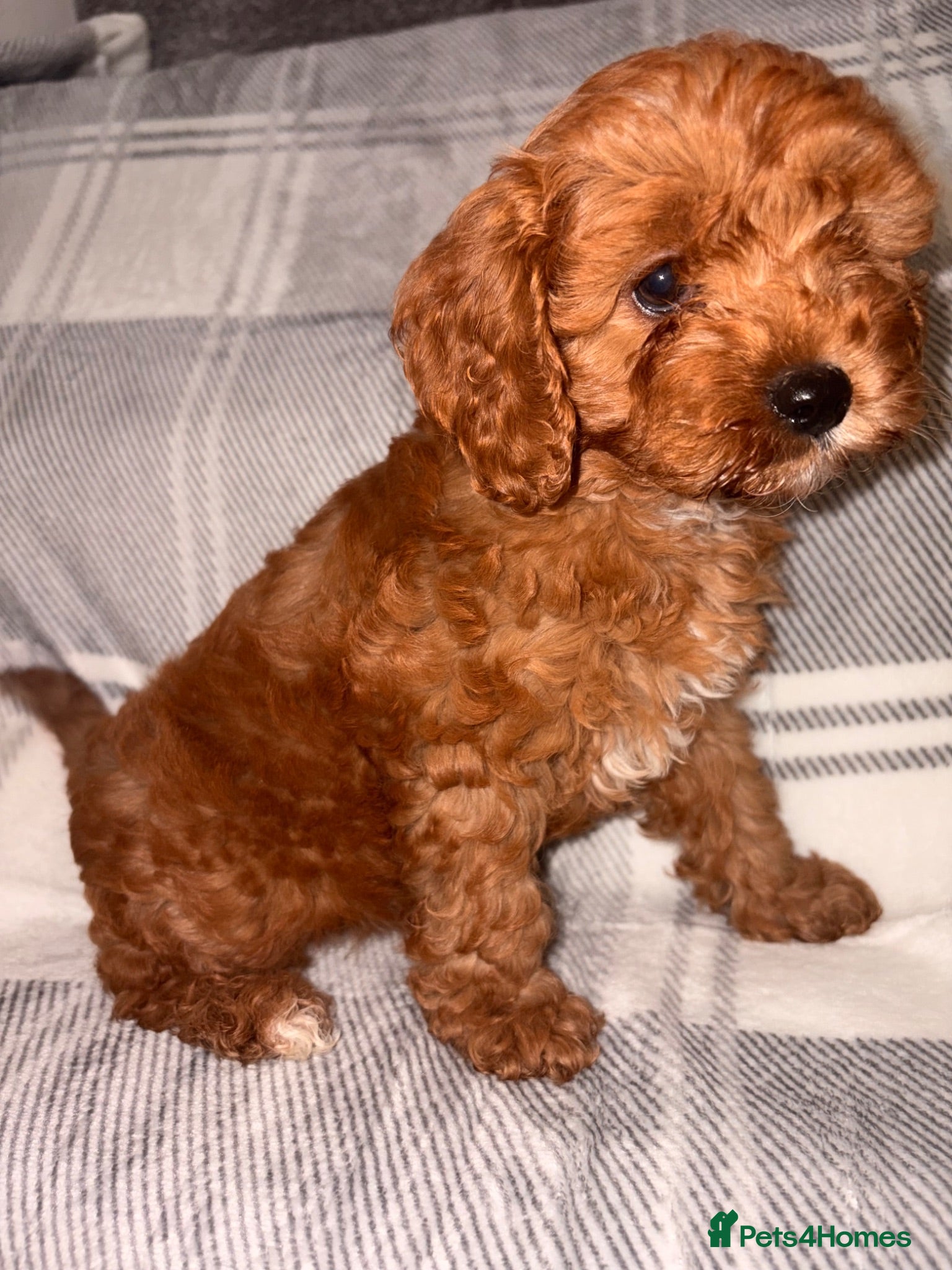 Cavapoo dogs 5⭐️ toy cavapoo puppy’s  - Advert 4