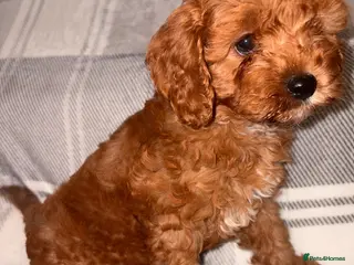 Cavapoo dogs 5⭐️ toy cavapoo puppy’s - Advert 4