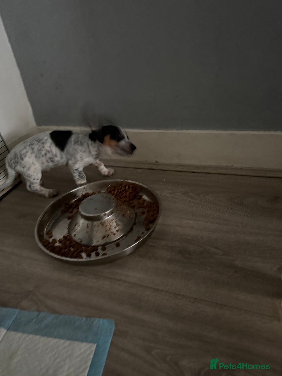 Mixed Breed dogs for sale: Doxipoo - Advert 7