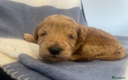 Toy Poodle dogs for sale: Toy poodle puppies  - Image 1