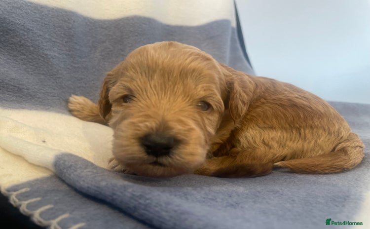 Toy Poodle dogs - Advert 5