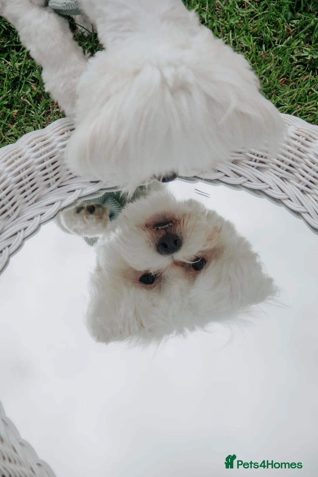 Maltese dogs for stud: Available for stud - Advert 3
