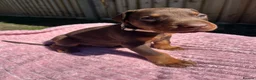 Dobermann dogs for sale: 9 Doberman Puppies- Ready to leave 6th June - Advert 34