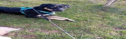 Border Collie dogs for sale: New home - Advert 7