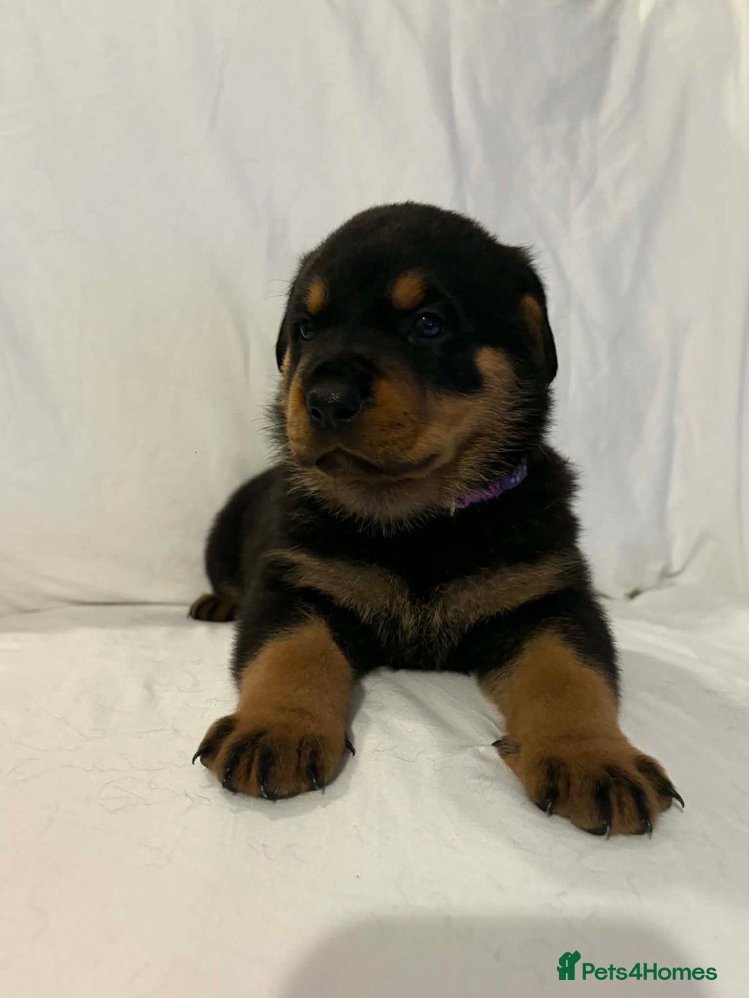 Rottweiler dogs for sale: Stunning Rottweiler puppies - Advert 13