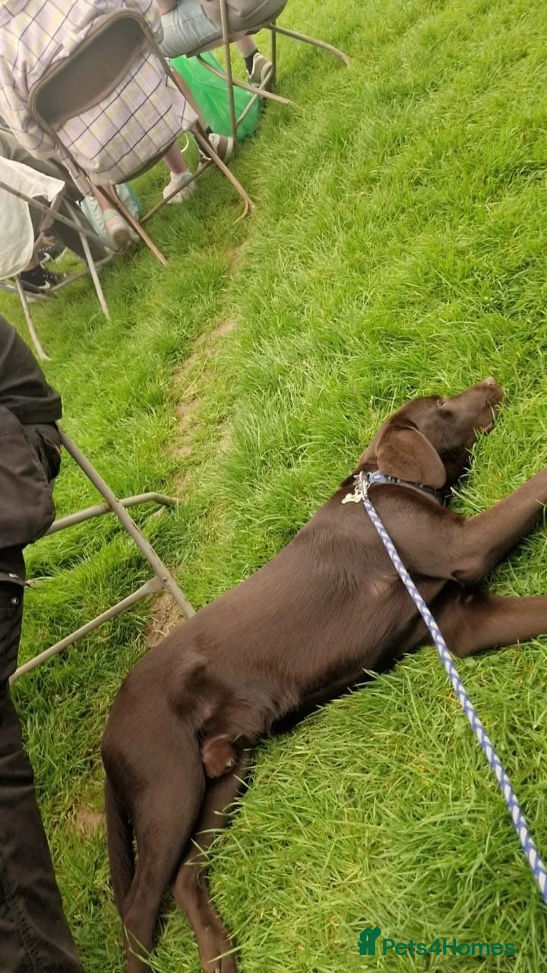 Labrador Retriever dogs for sale: Brown Labrador  in Caernarfon - Advert 4