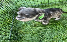 Miniature Schnauzer dogs for sale: KC Reg Miniature Schnauzer BVA Puppies - Image 10