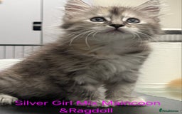 Maine Coon cats for sale: Maincoon Kitten For Sale - Image 16
