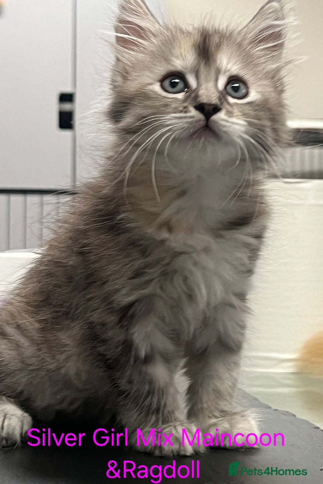 Maine Coon cats for sale: Maincoon Kitten For Sale - Image 16