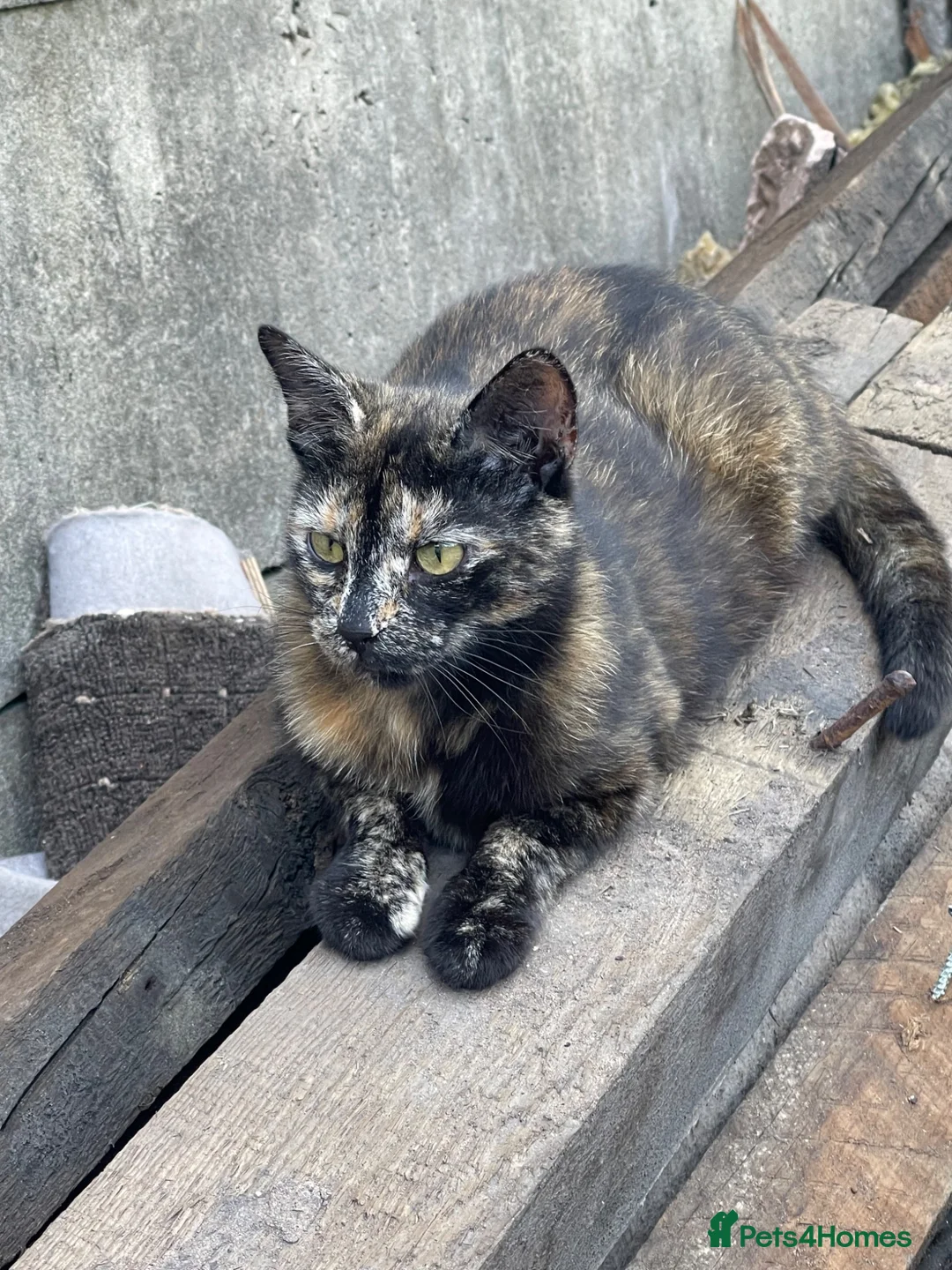 Mixed Breed cats for sale: KITTENS FOR SALE - Advert 2