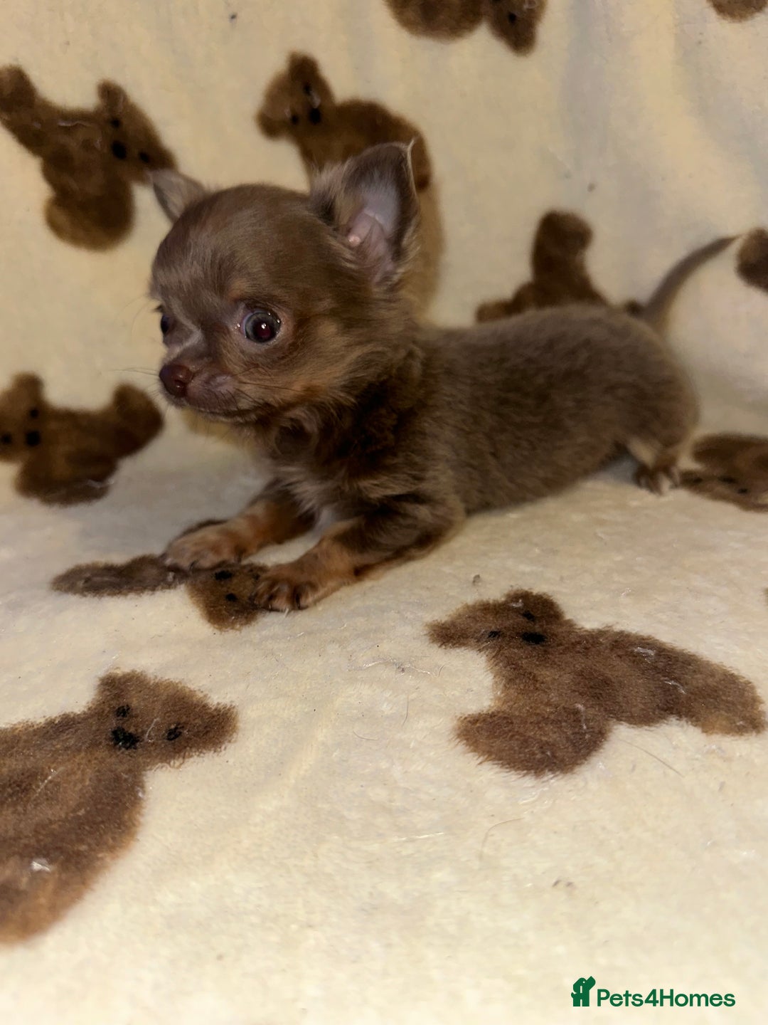 Chihuahua dogs for sale: Ready to go White/Lilac Parti Chihuahua - Advert 4