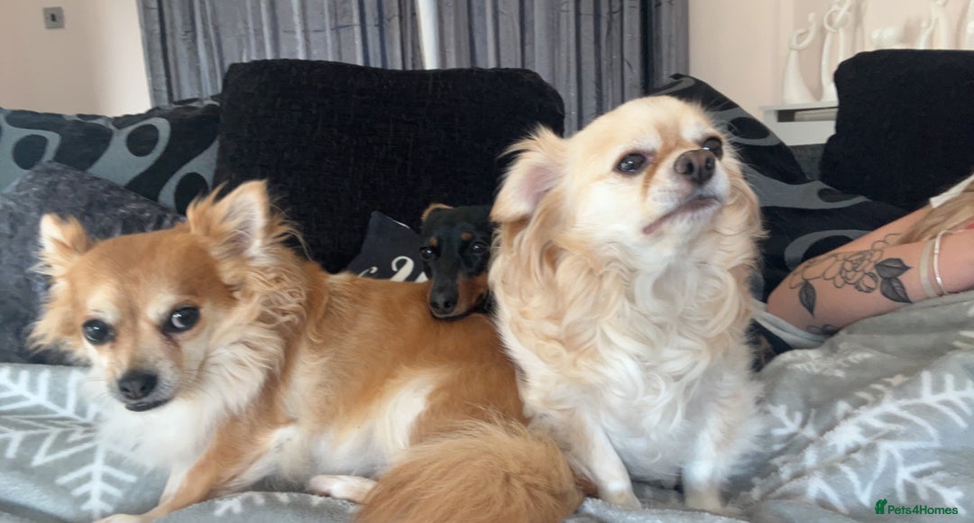 Dachshund dogs for sale: Black and Tan Dachshund Looking for a Loving Home  - Image 5