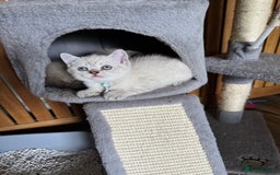 British Shorthair cats for sale:  British shorthair colourpoint pedigree kittens  - Image 17