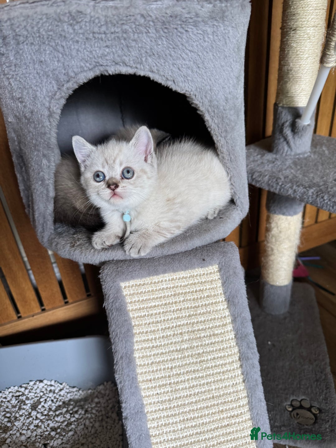 British Shorthair cats for sale:  British shorthair colourpoint pedigree kittens  - Image 17