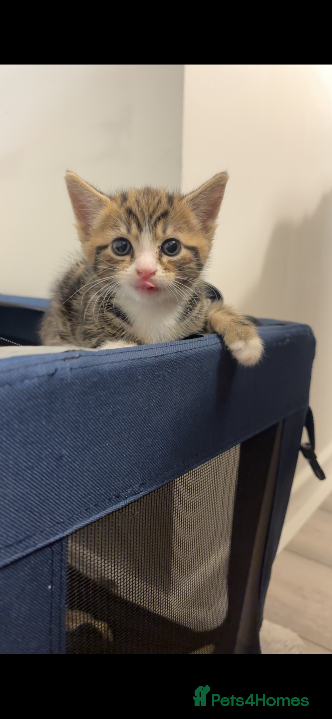 American Shorthair cats for sale: Kittens for Sale - Advert 4