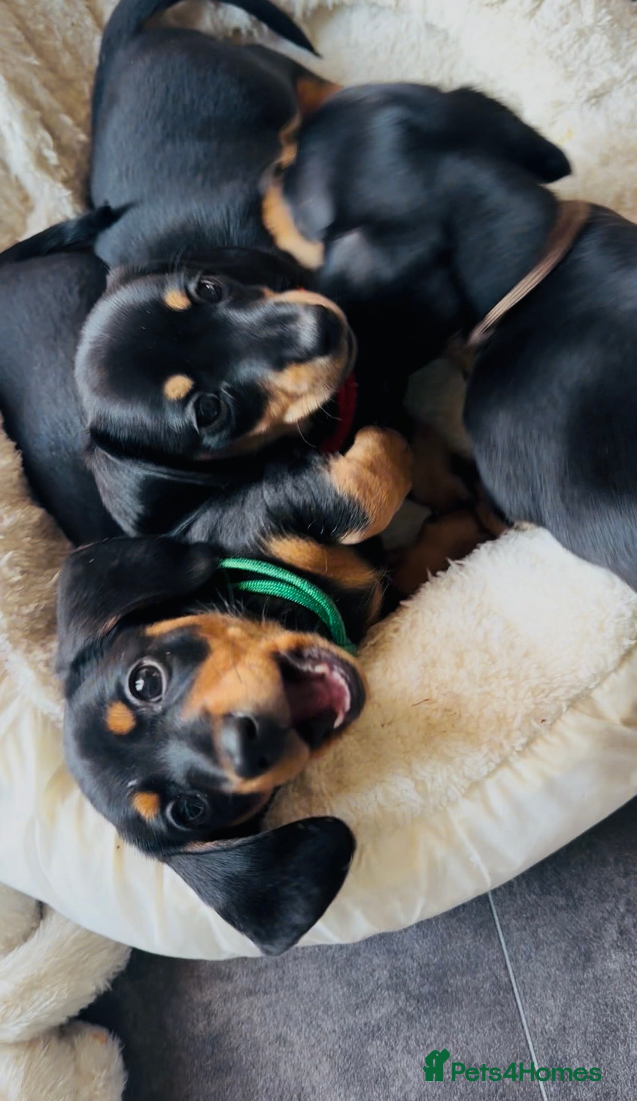 Miniature Dachshund dogs READY THIS WEEKEND 🌭🌭🌭🌭✅open to viewing  - Advert 18