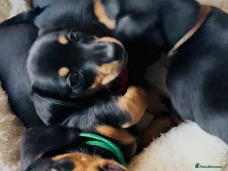 Miniature Dachshund dogs READY THIS WEEKEND 🌭🌭🌭🌭✅open to viewing - Advert 18