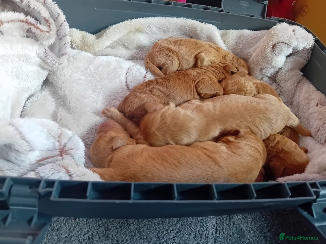 Cavapoo dogs for sale: F2 pups, parents are both f1 cavapoos - Image 3