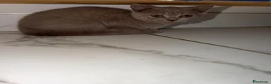British Shorthair 1