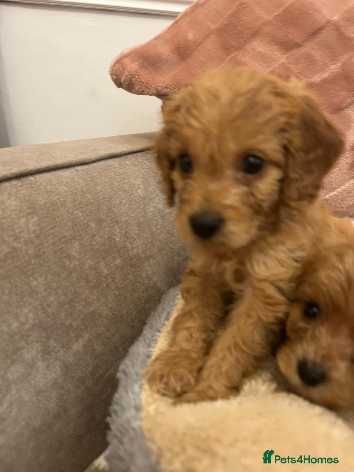Cockapoo dogs for sale: Adorable cockapoo puppies - Advert 17