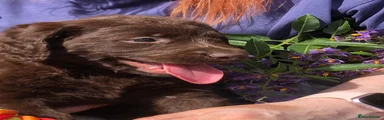 Labradoodle 1