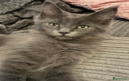 Maine Coon cats for sale: 6 beautiful maine coon kittens - Image 5