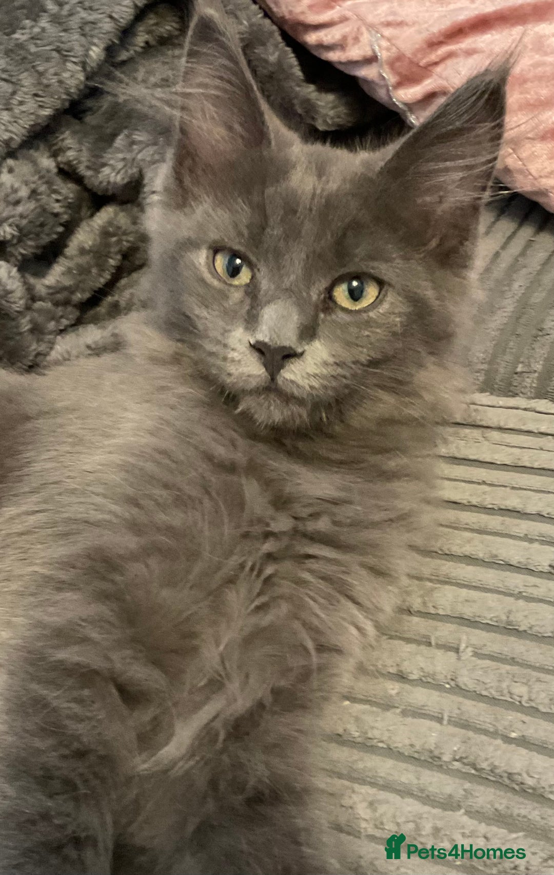 Maine Coon cats for sale: 6 beautiful maine coon kittens - Image 5