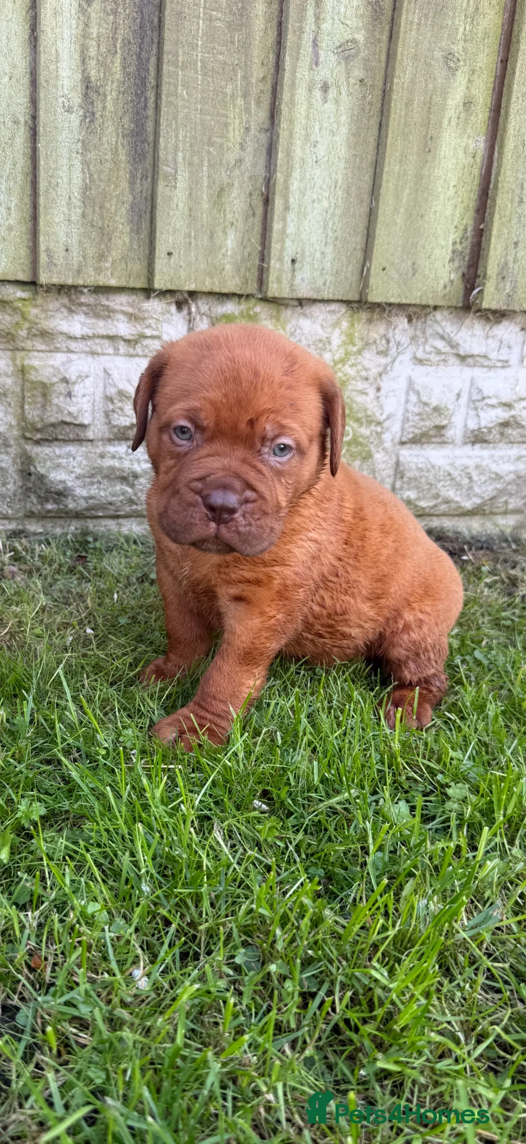 Dogue De Bordeaux dogs for sale: **world class puppy’s. READY NOW** - Advert 17
