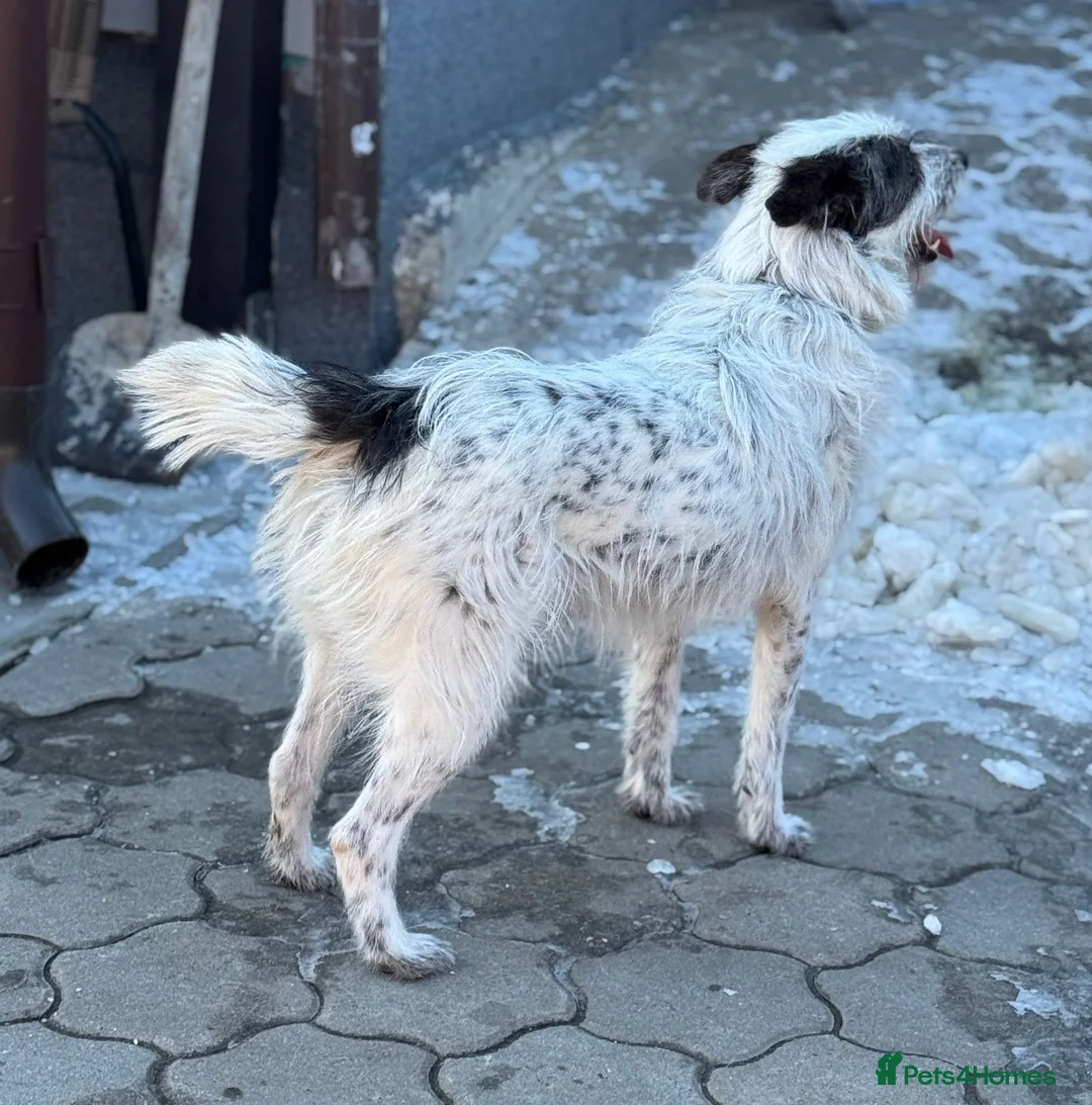Mixed Breed dogs for adoption: 🐾MIRA🐾, a beautiful young girl for a Loving Home - Advert 21