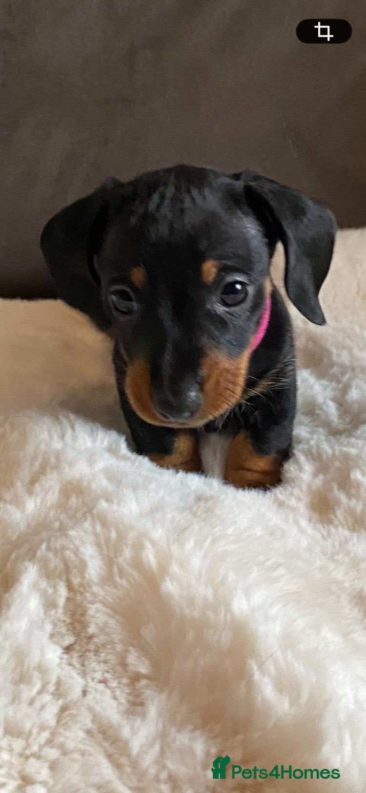 Miniature Dachshund dogs Stunning KC registered miniature dachshunds - Advert 1