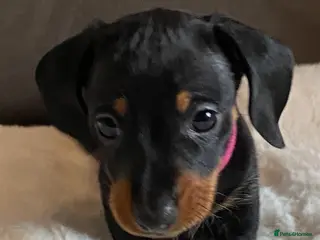 Miniature Dachshund dogs Stunning KC registered miniature dachshunds - Advert 1