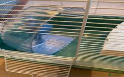 Hamster rodents for sale: Pets at home cage and wheel - Image 3