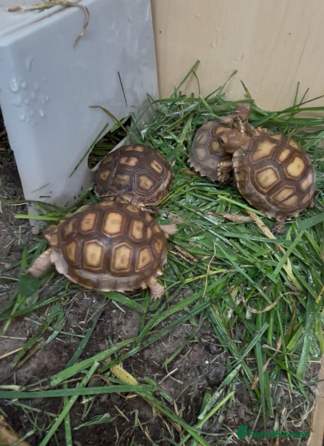 Tortoise reptiles for sale: Sulcata and Hermann Hatchlings  - Advert 5