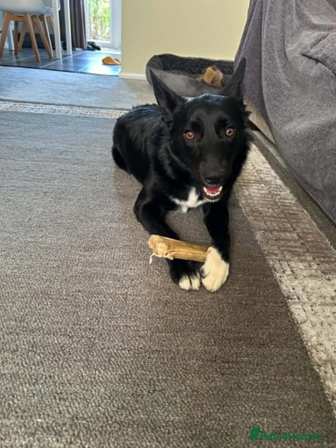Border Collie dogs for sale: Kola - Border Collie in Stevenage - Advert 2