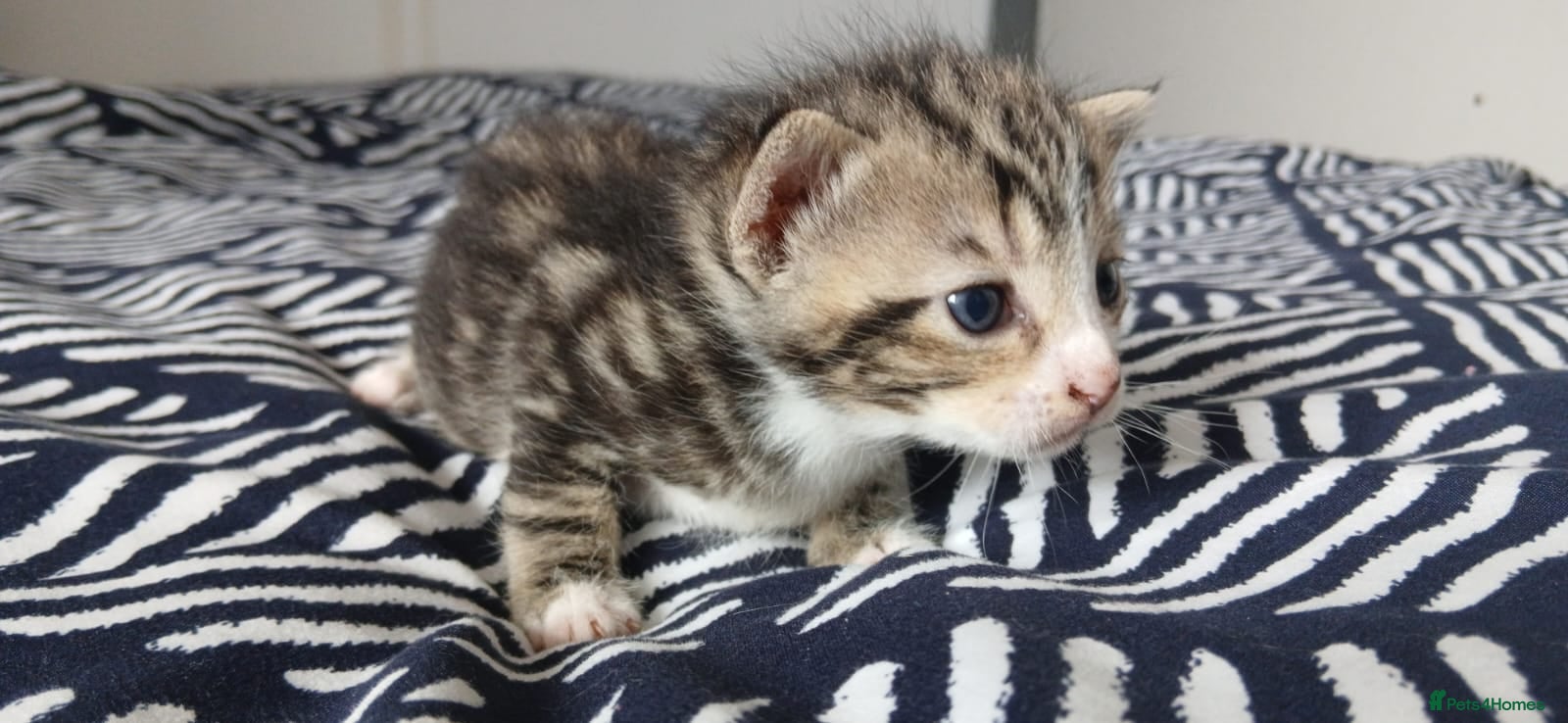 Mixed Breed cats Mixed bengal X kittens - Advert 16